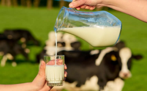 LÁCTEO LECHE CONSUMO