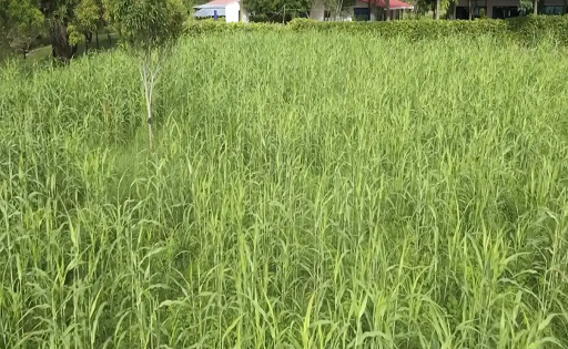 GANADERO COLOMBIA