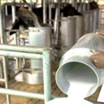 Solamente el 14% de la producción de leche en Venezuela va a las industrias