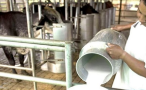 Solamente el 14% de la producción de leche en Venezuela va a las industrias