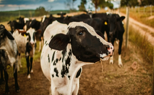 Un nuevo tambo logra su primera entrega a la industria láctea