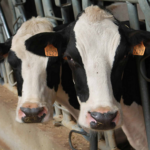 Unións Agrarias exige igualar el precio de la leche en Galicia con Europa