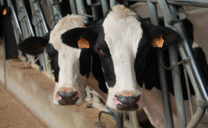 Unións Agrarias exige igualar el precio de la leche en Galicia con Europa