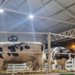 Vaquillonas en alza suben 50% en dólares por mejor renta tambera