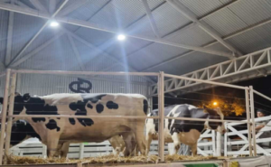 Vaquillonas en alza suben 50% en dólares por mejor renta tambera