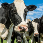 Alcanzará el suministro mundial de alimentos