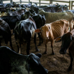 Campesinos colombianos rompen el dilema