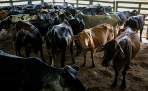 Campesinos colombianos rompen el dilema