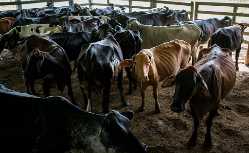 Campesinos colombianos rompen el dilema