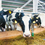 Caprolecoba respalda el retiro de retenciones al agro