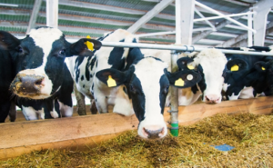 Caprolecoba respalda el retiro de retenciones al agro