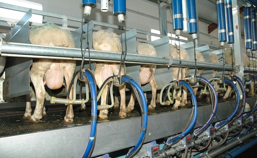 Castilla y León estabilidad en ovino lechero