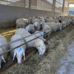 Castilla y León impulsa estudio sobre el ovino lechero