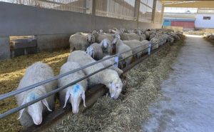 Castilla y León impulsa estudio sobre el ovino lechero
