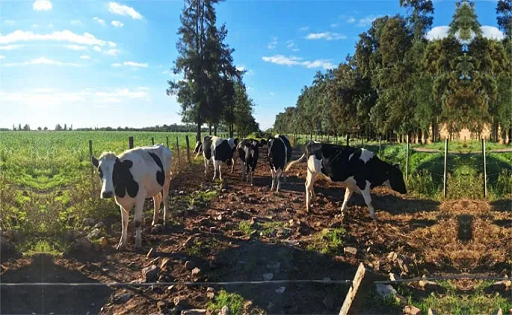 Chaco busca reactivar su lechería con alianzas y capacitación