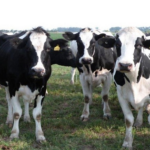El Holando Argentino vuelve a brillar en La Rural 2025