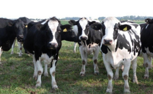 El Holando Argentino vuelve a brillar en La Rural 2025