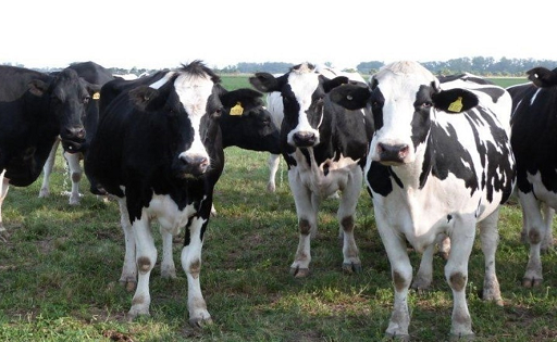 El Holando Argentino vuelve a brillar en La Rural 2025