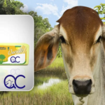 El queso del Caquetá crece como motor de desarrollo