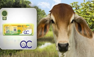 El queso del Caquetá crece como motor de desarrollo