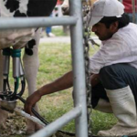 En Tucumán, prorrogan beneficios fiscales al sector lechero