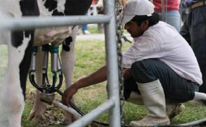 En Tucumán, prorrogan beneficios fiscales al sector lechero