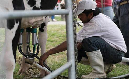 En Tucumán, prorrogan beneficios fiscales al sector lechero