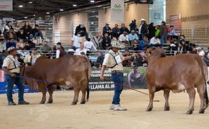 Eventos ganaderos imperdibles en Agroexpo 2025