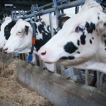 Galicia agrava crisis leche gallega, la más barata de España