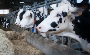 Galicia agrava crisis leche gallega, la más barata de España