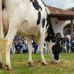 Ganadería viral genética y redes desde Cundinamarca