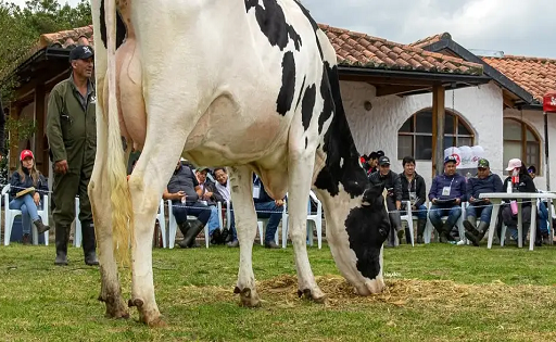 Ganadería viral genética y redes desde Cundinamarca