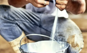 Ganaderos de Córdoba y Sucre producen más, ganan menos