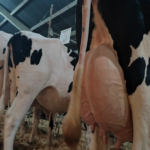Industria busca abaratar el precio medio de la leche gallega