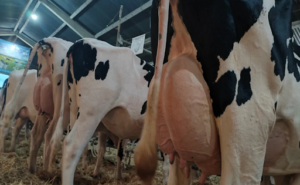 Industria busca abaratar el precio medio de la leche gallega