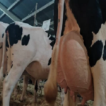 Industrias buscan bajar el precio de la leche en Galicia