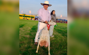 La cabrita lechera de 5 animales a una granja modelo en Tacna