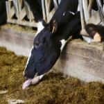 La estacionalidad de la producción de leche