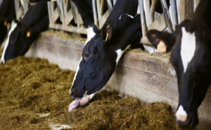La estacionalidad de la producción de leche