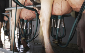 La producción de leche en Argentina llegó a 929 millones en junio