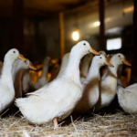 Leche cruda y aves silvestres, rutas de la gripe aviar hacia Europa