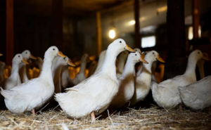 Leche cruda y aves silvestres, rutas de la gripe aviar hacia Europa