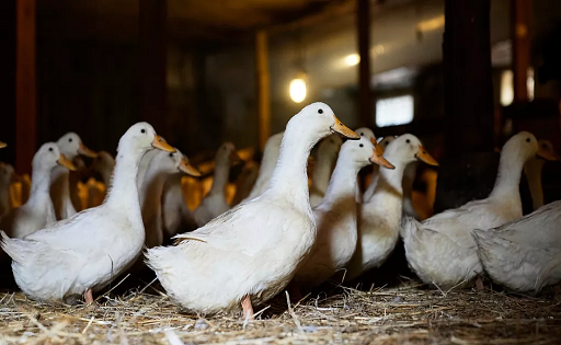 Leche cruda y aves silvestres, rutas de la gripe aviar hacia Europa