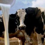 Leche en dólares el precio más alto del año en Uruguay