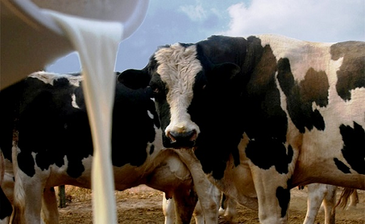 Leche en dólares el precio más alto del año en Uruguay