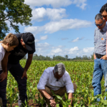 Maíz de silo la clave que impulsa la alimentación animal