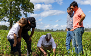 Maíz de silo la clave que impulsa la alimentación animal
