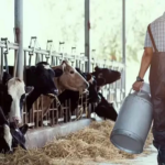 Menos tambos, más concentración lechera argentina