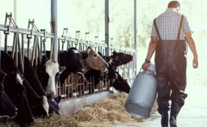 Menos tambos, más concentración lechera argentina