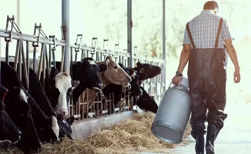 Menos tambos, más concentración lechera argentina
